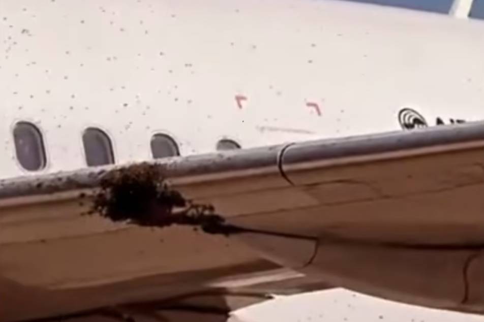 Гигантский рой пчёл сорвал вылет самолёта из Рио-де-Жанейро