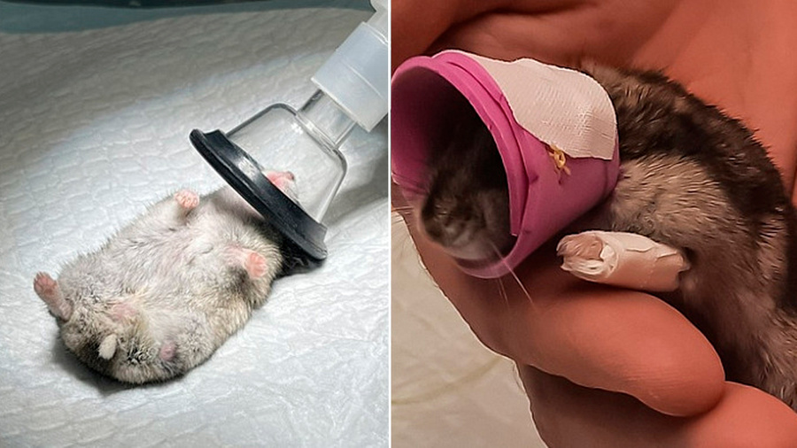 Джунгарский хомячок до и после операции на лапке. Обложка © Ivanovo News. Коллаж © LIFE