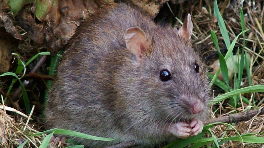 Серая крыса. Фото © Wikimedia Commons / Reg Mckenna