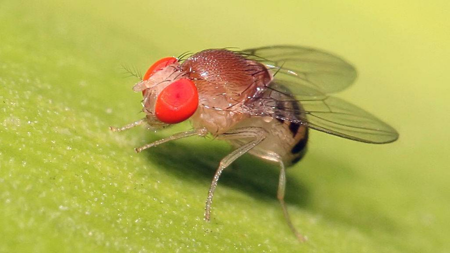 Плодовая мушка Drosophila. Фото © Wikimedia Commons / Muhammad Mahdi Karim