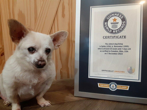 23-летний чихуа-хуа Спайк из США стал самой старой собакой в мире