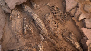 "Что-то невероятное": Учёные нашли гробницу с мумиями крокодилов