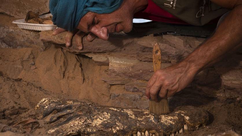 Гробница в Египте с мумиями крокодилов. Фото © Heritage Daily