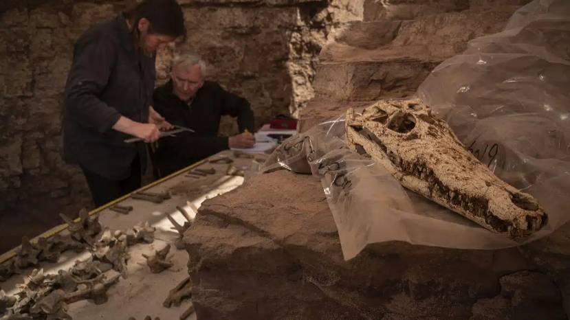 Гробница в Египте с мумиями крокодилов. Фото © Heritage Daily