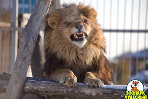 Жительница Приморья залезла в клетку со львом в зоопарке "Чудесный" и едва не лишилась руки