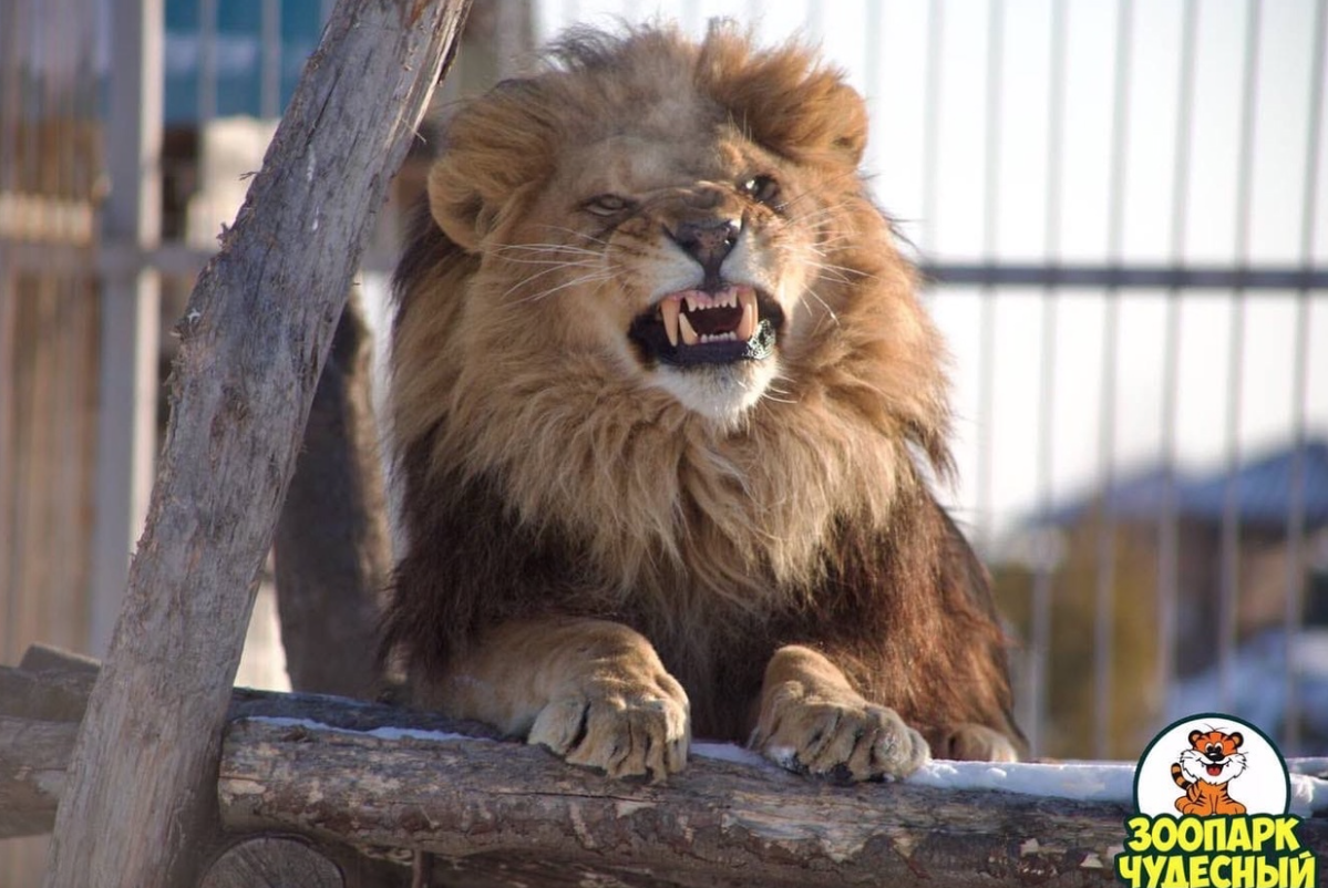 Жительница Приморья залезла в клетку со львом в зоопарке Чудесный и едва не лишилась руки