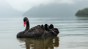 Австралийскому чёрному лебедю грозит исчезновение из-за птичьего гриппа