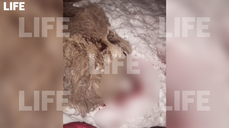 <p>Верблюд, убитый в деревне Приозёрке. Фото © LIFE</p>