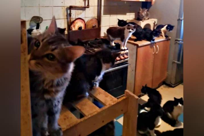 Моча с потолка и вонь: Россиянка поселила в однушке сотню кошек и годами терзала соседей