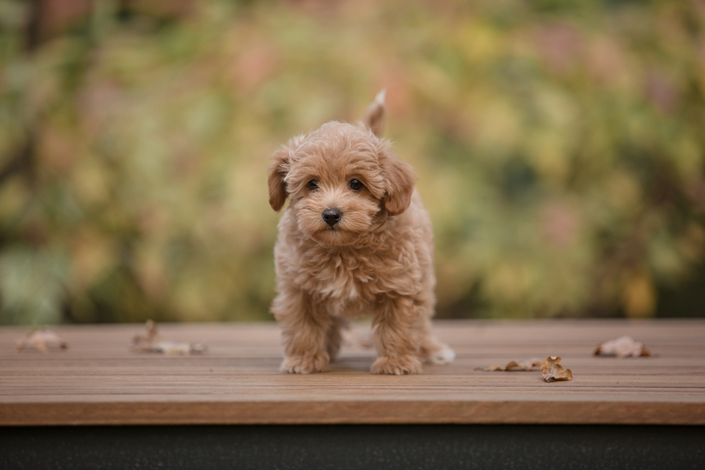 Маленькие, хрупкие и такие милые мальтипу покорили сердца многих любителей хвостатых друзей. Фото © Shutterstock