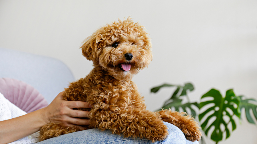 Собака породы мальтипу. Обложка © Shutterstock