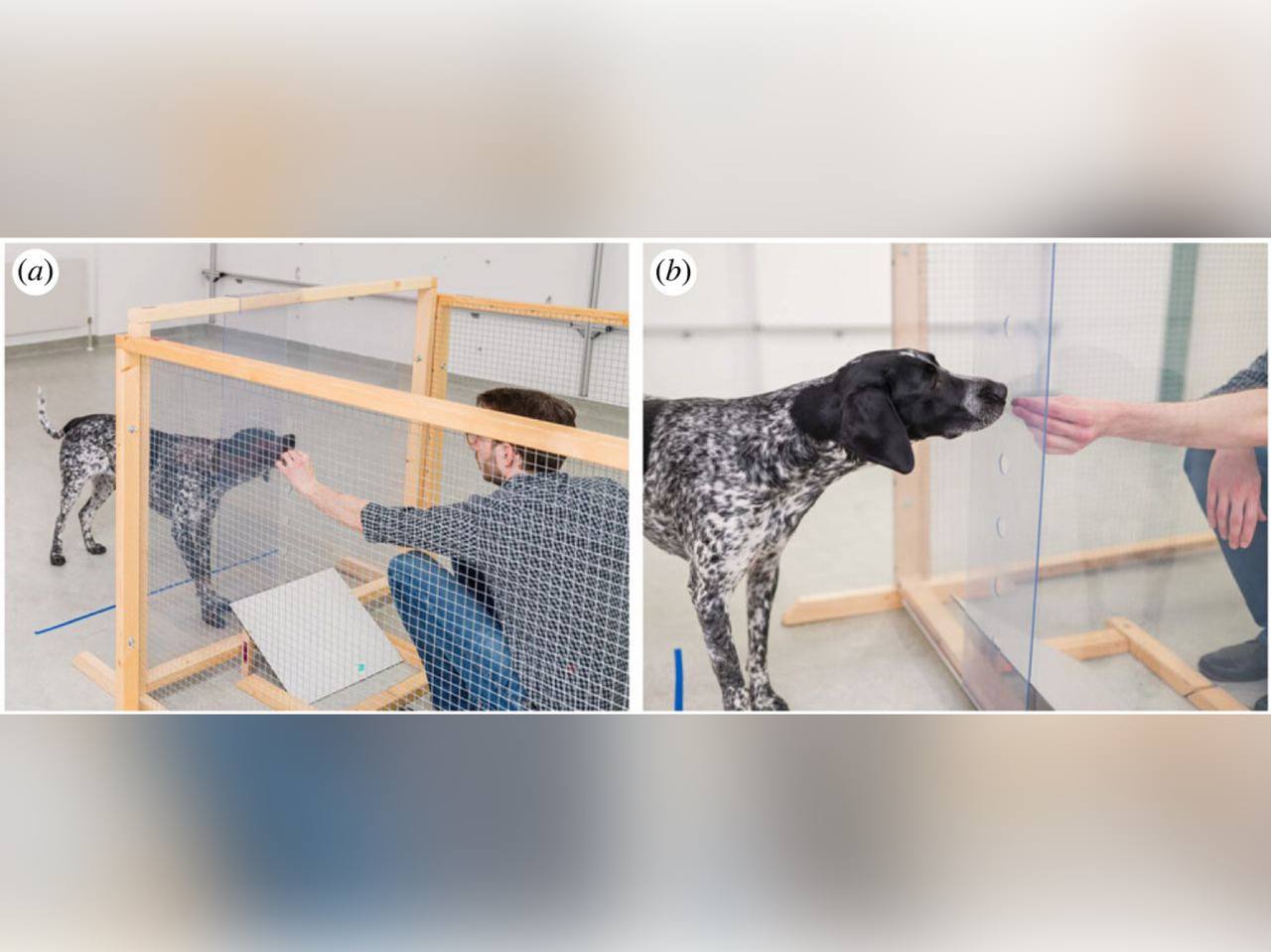 Эксперимент с собаками. Фото © Proceedings of the Royal Society B / Thomas Suchanek 