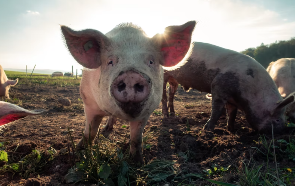 Учёные нашли способ быстро избавить свиней от головной боли
