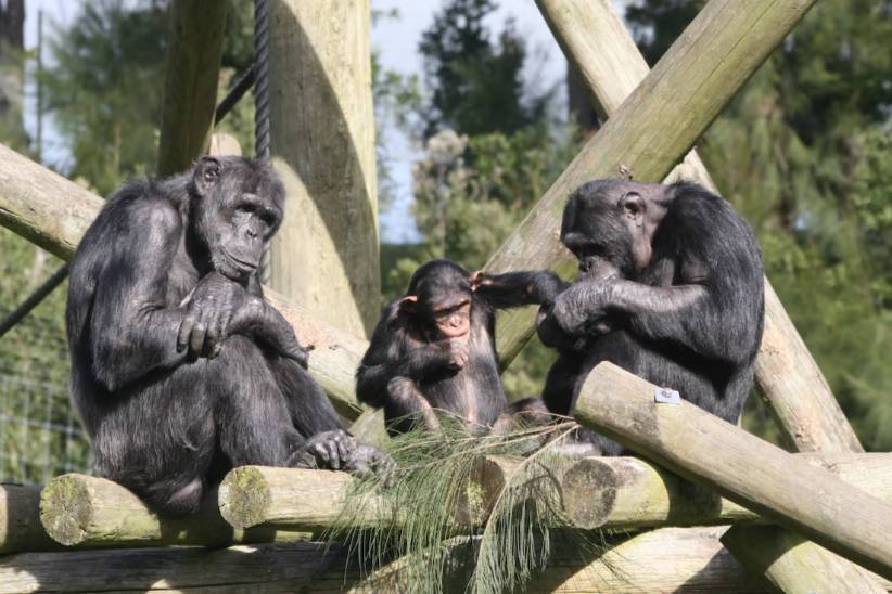 Учёные обнаружили общие черты у людей-подростков и юных шимпанзе