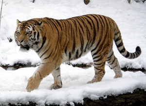 В Хабаровском крае поймали кошмарившего местных жителей тигра