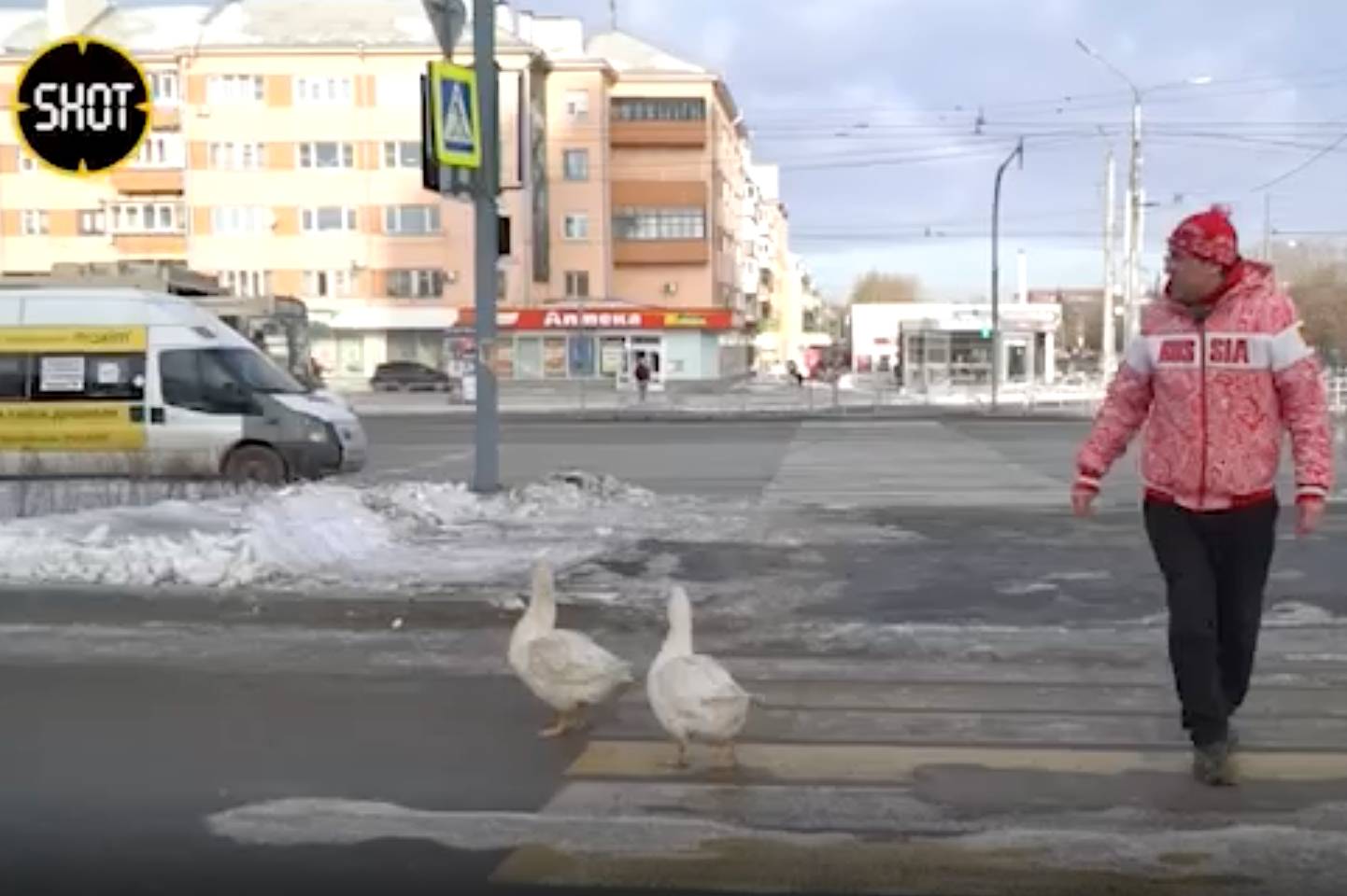 Два весёлых гуся терроризируют жителей многоэтажки в Челябинске