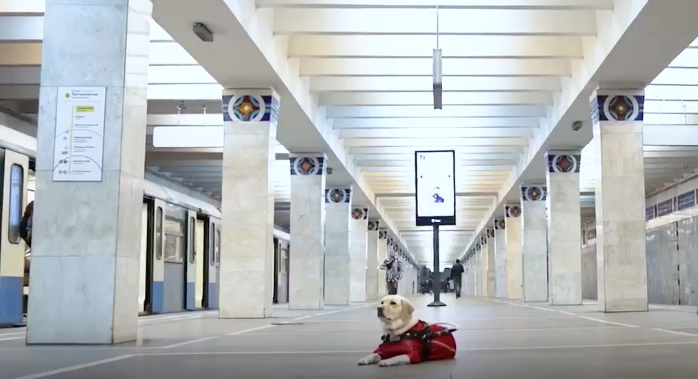 Хороших мальчиков станет больше: В Москве обучат ещё 60 собак для помощи слабовидящим пассажирам метро