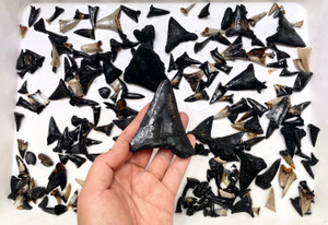 У берегов Австралии нашли большое "кладбище" акул с останками древнего мегалодона