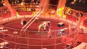 В Сочи дрессировщица спасла мужа от нападения льва во время выступления в цирке