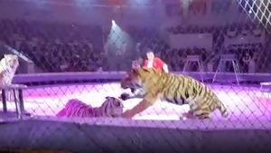 В Кисловодском цирке тигрицы устроили жёсткую драку, перепугав зрителей