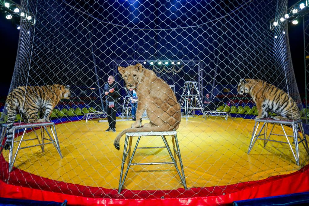 Ветеринар объяснил, почему в цирках участились драки между хищниками