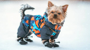 Кинолог дал советы, как выгулять собаку и не заморозить её в лютые холода