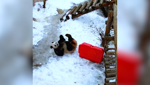 Московский зоопарк показал, как панда Жуи приносит конфеты к вольеру возлюбленной