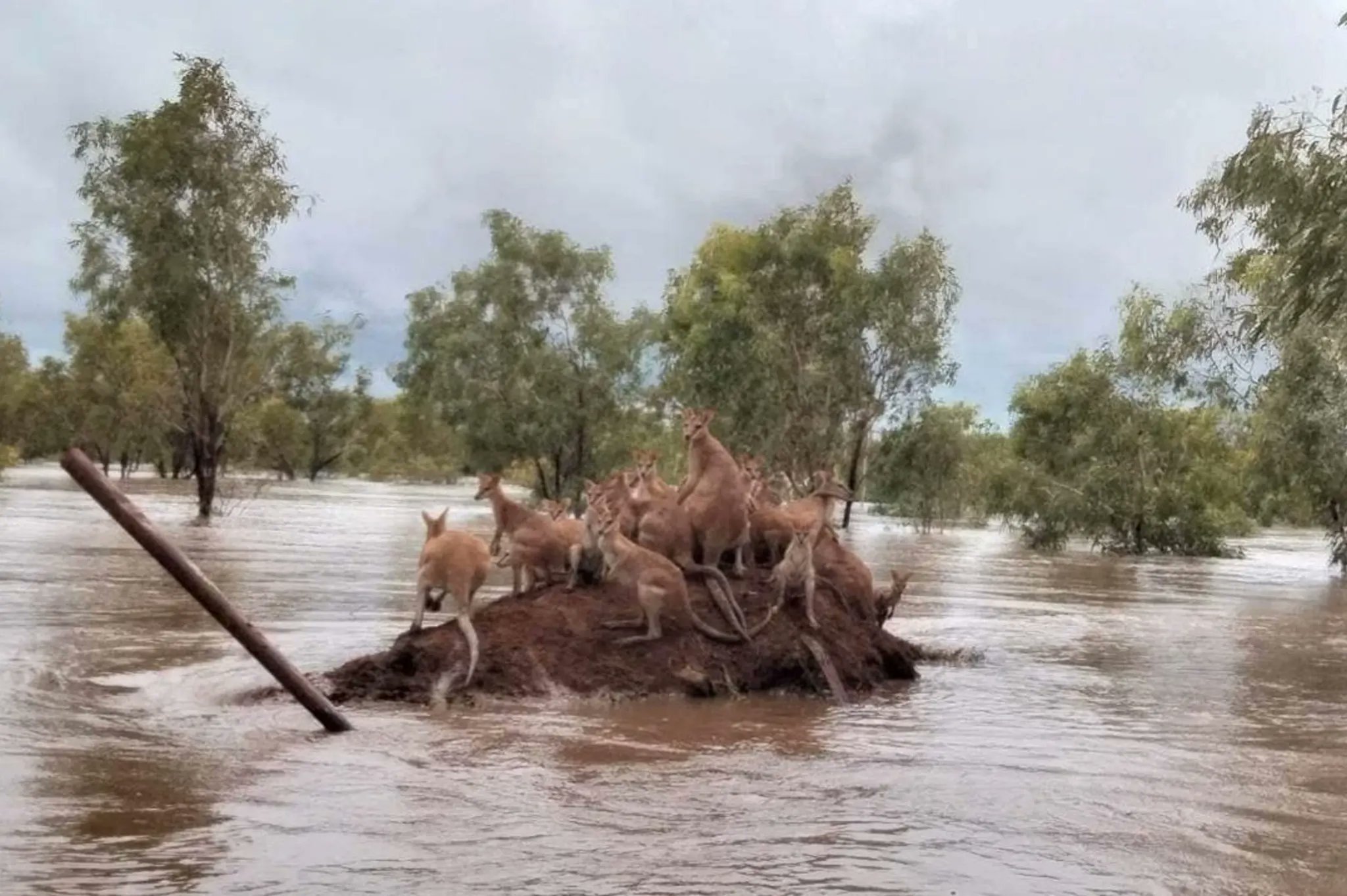 Кенгуру спасаются от наводнения. Фото © Twitter / JoYohana