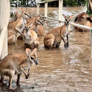 Кенгуру спасаются от наводнения. Фото © Twitter / MediaResonator