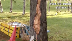 Семь человек пострадали от удара молнии в парке в Японии