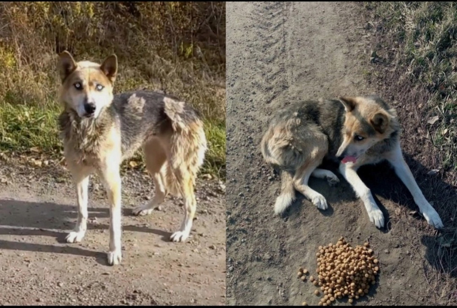 В Новосибирской области появился местный Хатико. Обложка © VK / Пристрой животных Болотное