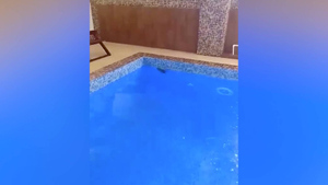 В СПА-комплексе во Владимире нашли купающуюся в бассейне крысу