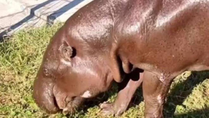Старейший в мире карликовый бегемот Риф умер в зоопарке Ростова-на-Дону в 51 год