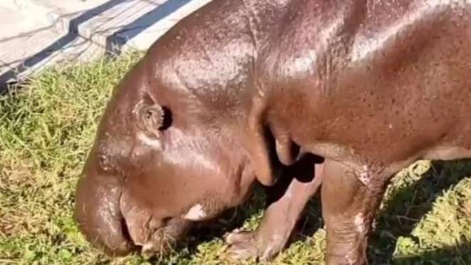 Старейший в мире карликовый бегемот Риф умер в зоопарке Ростова-на-Дону