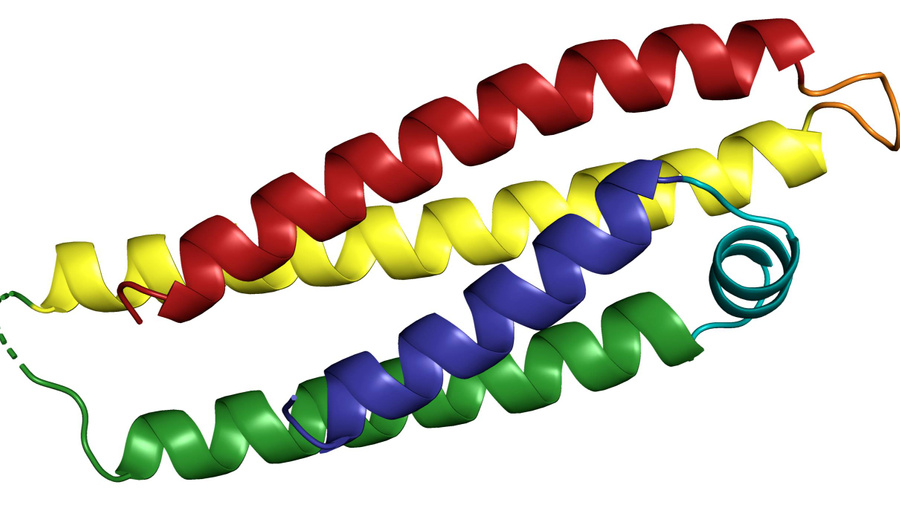 Модель фрагмента белка апоЕ ɛ4, который стоит у себя поискать. Изображение © Wikimedia Commons / Ajpolino