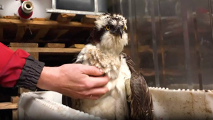 Петербургские рыбаки спасли обессиленную скопу, занесённую в Красную книгу