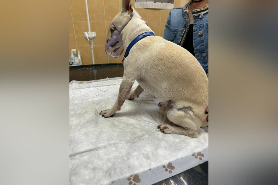 Чихуахуа с выросшим на бедре когтём. Обложка © t.me / Агентство "Москва"