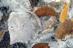 Москвичам пообещали заморозки уже на этой неделе