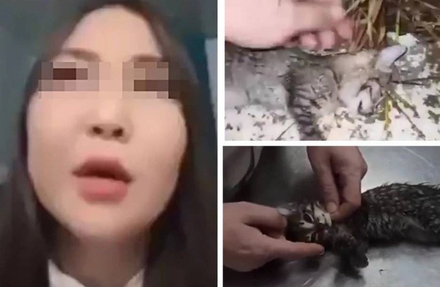 Жительница Якутска в прямом эфире призналась в убийстве четырёх котят. Обложка © Kp.ru