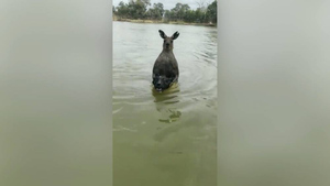 Австралиец вступил в бой с кенгуру, который схватил его собаку и пытался утопить