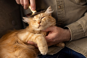 Ветеринар рассказал о тайне кошек, которую учёные никак не могут разгадать