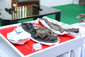 Останки вымершего аллигатора времён ледникового периода найдены в Таиланде