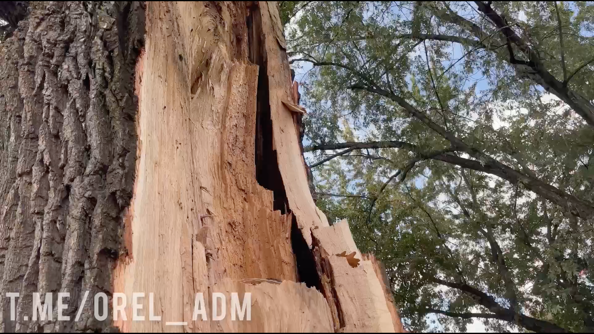В Орле раскололся старый дуб – символ отмены крепостного права