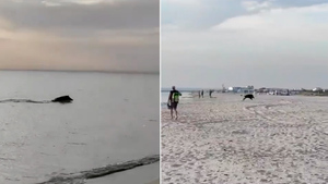 "Странный дельфин": В Крыму кабанчик-пловец выскочил из моря и напугал отдыхающих