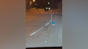 Бродившего по улицам Красноярска медведя сняли на видео