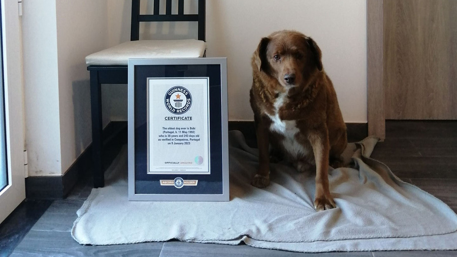Самый старый пёс в мире Боби. Обложка © Guinness World Records