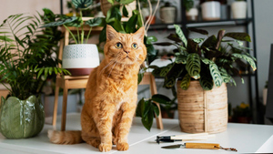 Эти 6 растений ни в коем случае нельзя держать дома владельцам кошек