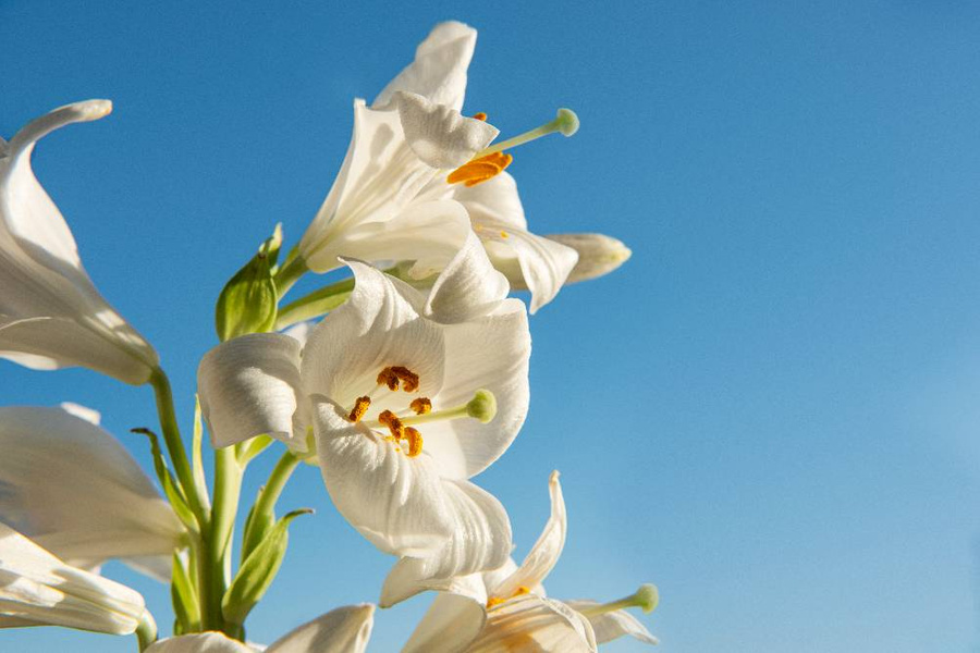 Лилия и ещё 5 растений, которые могут сильно отравить вашего усатика. Фото © Freepik