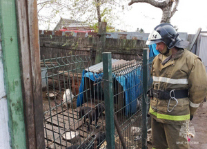 Пожарные спасли шесть собак, задыхавшихся в охваченном огнём доме в Приморье
