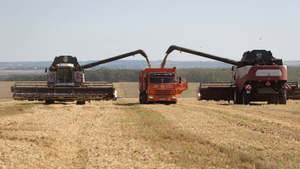 Абрамченко: РФ за год соберёт около 140 млн тонн зерна — второй в истории урожай